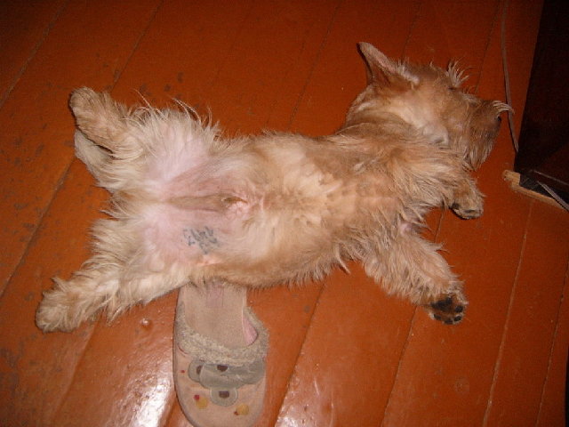 S3700277_resize_resize.JPG