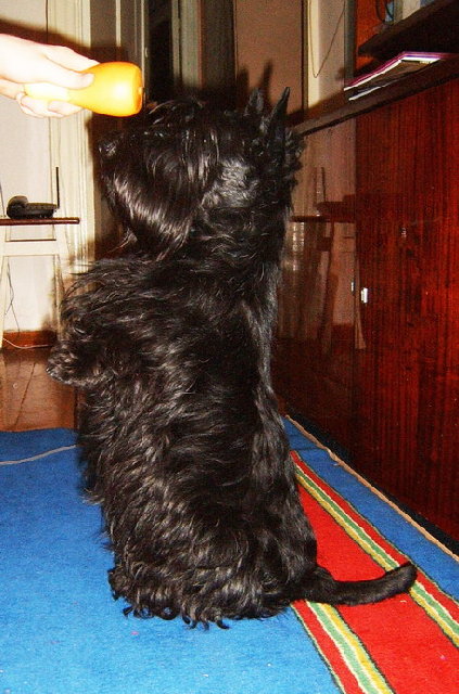 S3700152_resize.jpg